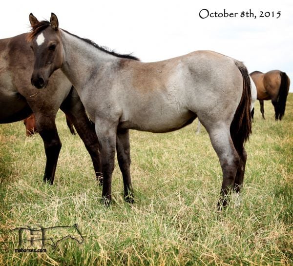 Smokin Hot Hayes MA's 2015 filly